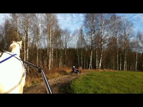 Let´s Ride Horse and Carriage