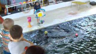 preview picture of video 'Дельфины в дельфинарии 3, поют, играют мячом ➨ Dolphins in dolphinarium 3, sing, play ball'