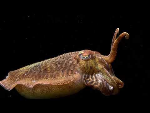 cuttlefish