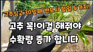 고추 심고 30일째 꼭 할일 세가지!(방아다리 곁순 제거 장단점) #고추거름주는방법 #고추재배 #고추키우기 …