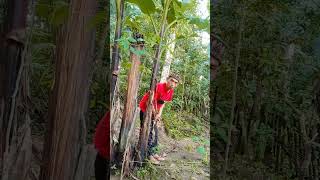 Download lagu pinter kodek #fypyoutube mp3 Download lagu pinter kodek #fypyoutube mp3