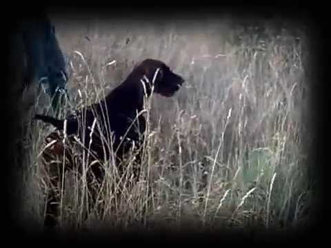 CAZA de CODORNIZ. Ying «Vintage» (XII) – bonviedro.com