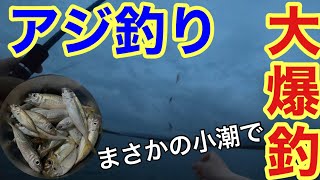 【大爆釣‼️】堤防サビキ釣りで入れ食い/豆アジ
