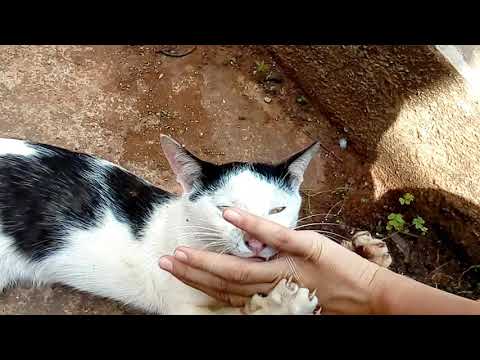 Oreo fighting playfully