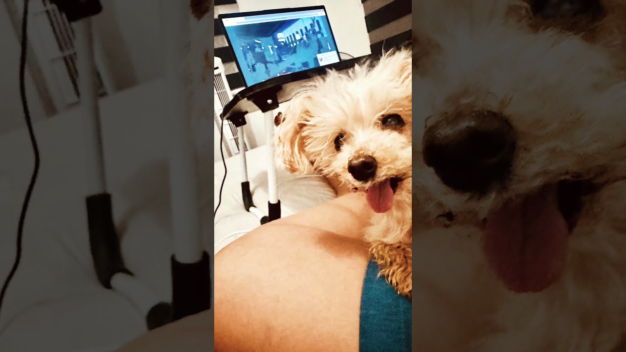 #toypoodle #seniordog #seniordoglove #furbaby #sweetdog #doggielife #preciousbabymoments