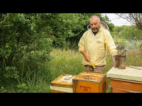 ABC pasieki cz.11 - rodzina strutowiała, co to znaczy i jak zlikwidować