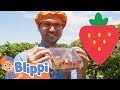 Strawberry Picking With Blippi Blippi Visits Tanaka Farm Healthy Eating Educational Videos
