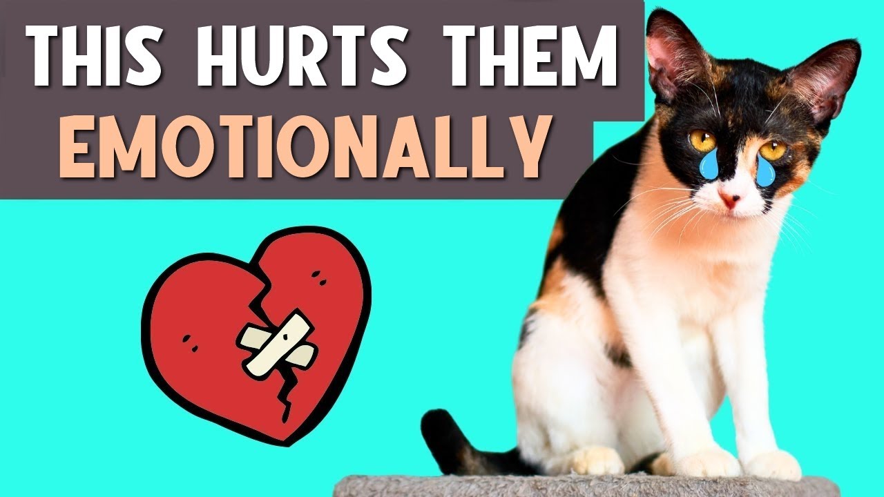 9 Things That EMOTIONALLY HURT Your Cat (Avoid These at All Costs...)