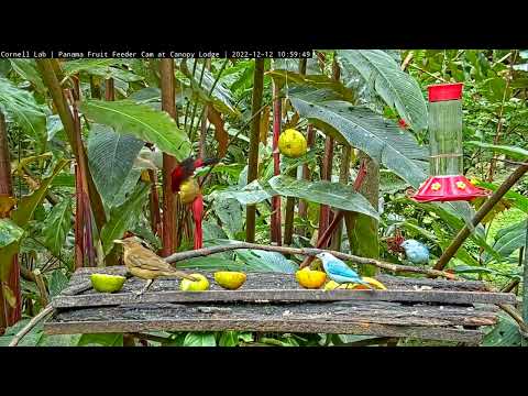 Colorful Tanagers Trade Time Hanging From Oranges In Panama – Dec. 12, 2022