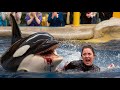 These Orca Attacks Were Almost Too HORRIFYING To Mention!