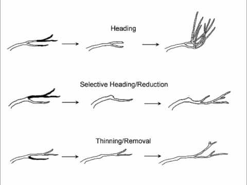 Five Easy Plants to Prune, Part 1: Pruning Introduction
