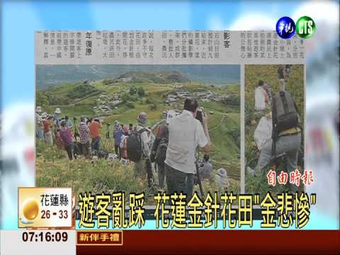 遊客亂踩 花蓮金針花田"金悲慘"
