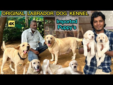 Labrador Puppy's | Imported Lab Puppies for Sales | Chennai Dog Kennel | Best English Labrador | 4K