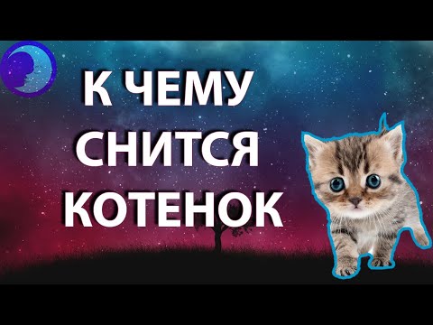 К чему снится котенок Во сне приснился котенок 😴 Сонник 😴 Толкование снов 😴