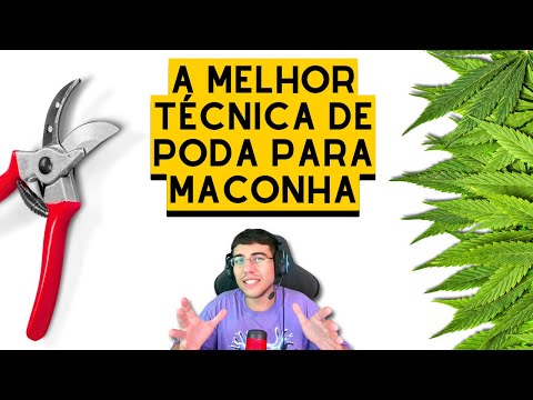 TÉCNICAS de PODA e DESFOLHAÇÃO de CANNABIS (análise de artigo)