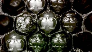 Yeah Yeah - The Brian Jonestown Massacre