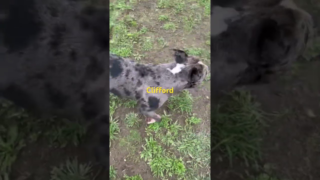 Enlarge Clifford, a Adoptable mixed breed in Yonkers, NY video 1/6