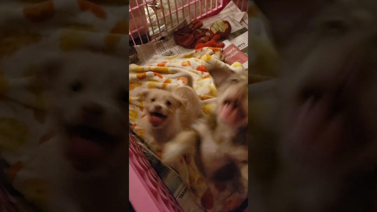 Enlarge Christo, a ADOPTABLE mixed breed in Detroit, MI video 4/4