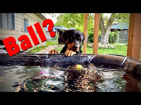 Playing Fetch with our Dogs! The Rotty Ranch Vlogs #016