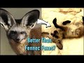 I Bought The Best Pet Fox Species