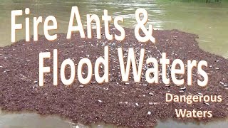 Fire Ants in Flood Waters -Warning Water Hazard- Fire Ants in Flood Waters -Warning Water Hazard-