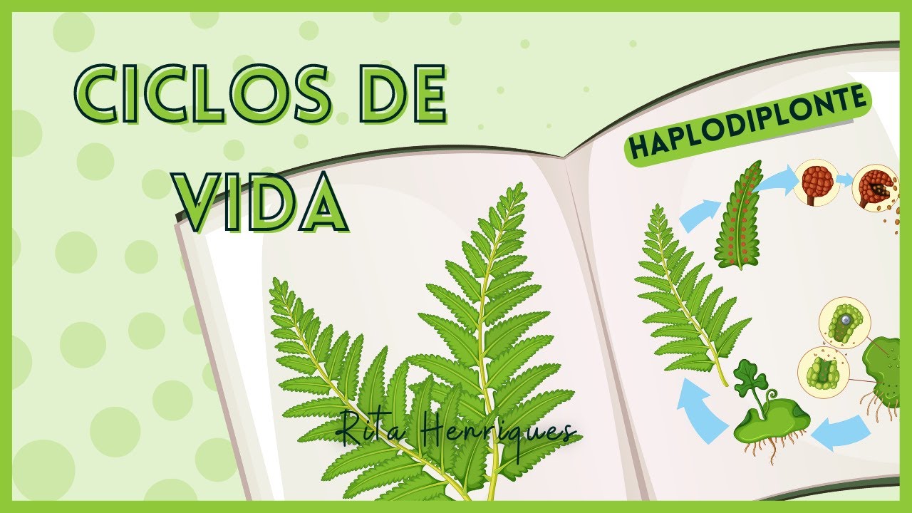 Ciclos de Vida | BIOLOGIA 11º
