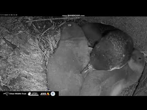 Blue Penguin Nest, Oamaru, New Zealand, 2023/11/11