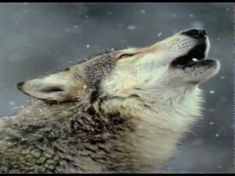 Mannaja Main Theme Spaghetti Western Soundtrack