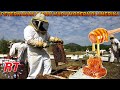 BEGINILAH SERUNYA PROSES PETERNAKAN LEBAH MADU MODERN DI AMERIKA PANEN MADU ASLI LUAR BIASA