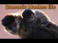Dramatic Monkey Life