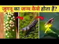 जुगनू का जीवन चक्र | Firefly Life Cycle Video | Life Cycle Of Firefly In Hindi | Jugnu Ka 