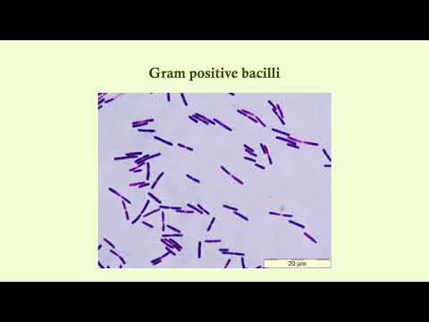Gram Positive Overview - Microbiology Boot Camp