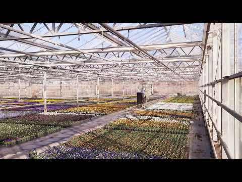 Video 1 Gärtnerei Aeschlimann