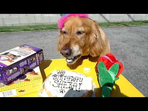 How Sheba enjoys her birthday cake!