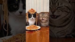 Funny food "moco" #ai #capcut #cat #cutecat #kawaii
