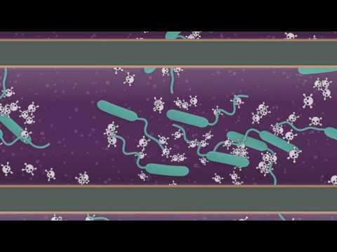 Explainer: How does cholera affect your body