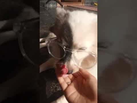 poppi#cute #dog #puppy #anvitha Gk