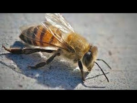 [ABA] How to land 7 Blade Combo with Killer Bee like a pro