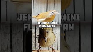 Download lagu MASTERAN BURUNG KECIL TEMBAKAN TAJAM JENGGOT MINI VS FALMBOYAN GACOR mp3 Download lagu MASTERAN BURUNG KECIL TEMBAKAN TAJAM JENGGOT MINI VS FALMBOYAN GACOR mp3