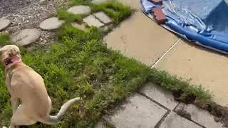 Video preview image #1 Mutt Puppy For Sale in Doylestown, PA, USA