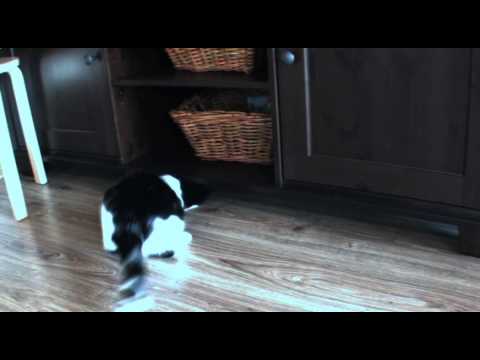 Cat Diaries: expenses, events, Video