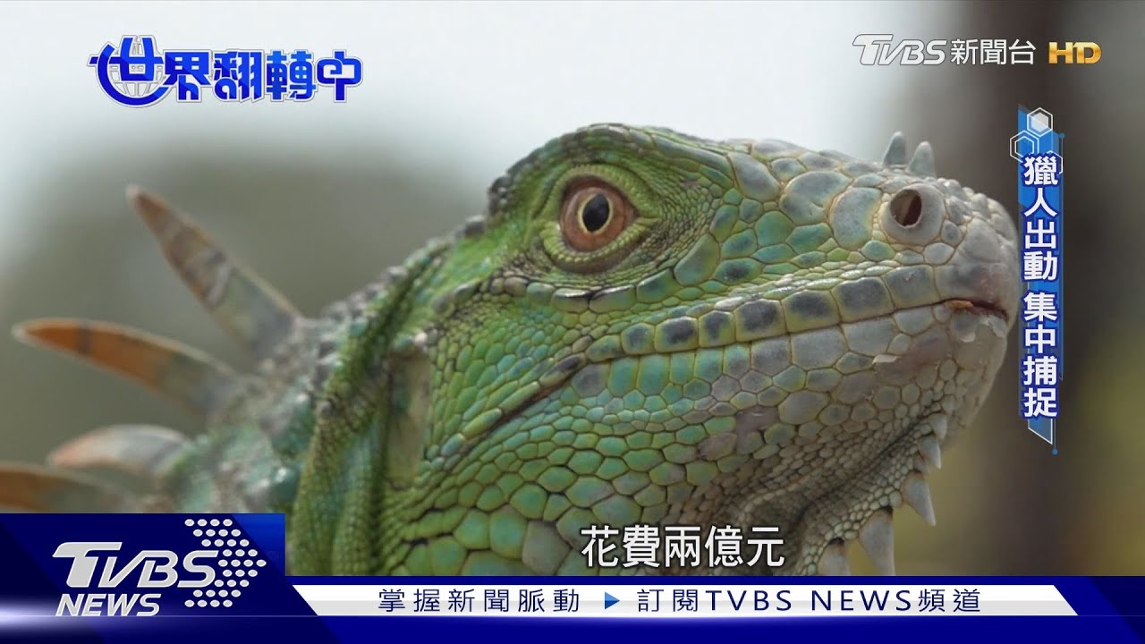 綠鬣蜥威脅生態 保育動物變有害外來種
