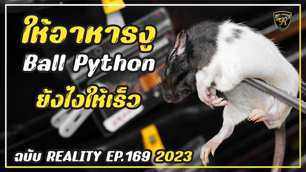 ให้อาหารงูบอล【 EP.169 | 4K 】#realityballpython #ballpython