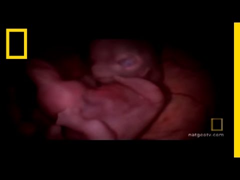 Pups in the Womb | National Geographic - YouTube