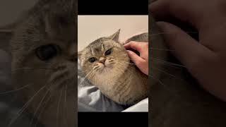 funny cats🐱#cats #lovecats #catvideos #catlover #catshorts #CatShorts #cat #funnycats