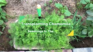 How To Transplant Chamomile Seedlings In The garden