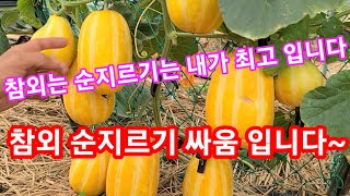 참외는 순치기 싸움 빈공간없이 미치게 달리게 참외 순치기는 내가 