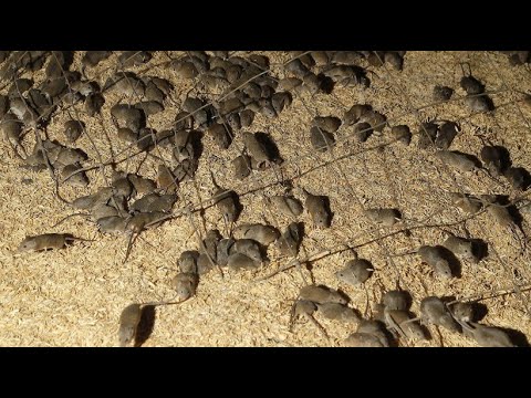 Die schlimmste Mäuseplage seit Jahrzehnten in Australien