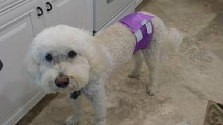 Wegreeco Washable Male Dog Belly Band,  Washable Male Dog Belly Wrap Review