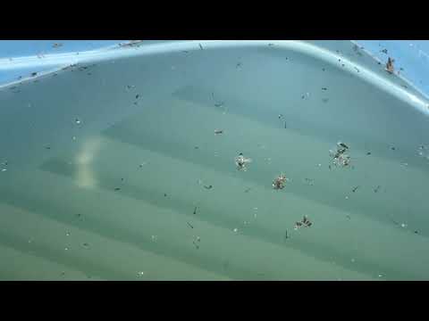 Tote Filled with Water & Mosquito Larvae in Bridgewater, NJ